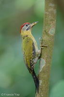 Laced Woodpecker-220420-146MSDCF-FRY04666-W.jpg
