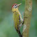Laced Woodpecker-220420-146MSDCF-FRY04666-W.jpg