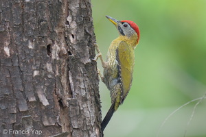 Laced Woodpecker-260111-149FRYAP-FYA00436-W.jpg