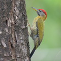 Laced Woodpecker-260111-149FRYAP-FYA00436-W.jpg