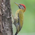 Laced Woodpecker-260111-149FRYAP-FYA00440-W.jpg