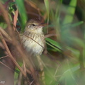 Lanceolated Warbler-140201-113EOS1D-FY1X3950-W.jpg