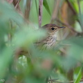 Lanceolated Warbler-191227-108MSDCF-FYP00755-W.jpg