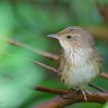 Lanceolated Warbler-230120-165MSDCF-FYP01363-W.jpg