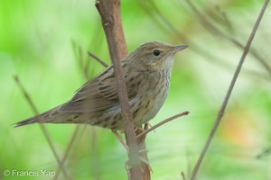 Lanceolated Warbler-230122-165MSDCF-FYP02969-W.jpg
