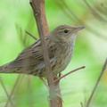 Lanceolated Warbler-230122-165MSDCF-FYP02969-W.jpg