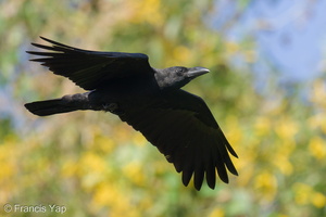 Large-billed Crow-220128-137MSDCF-FRY08843-W.jpg