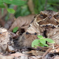 Large-tailed Nightjar-110525-102EOS1D-FYAP9835-W.jpg