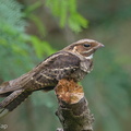 Large-tailed Nightjar-150315-102EOS7D-FY7D0875-W.jpg