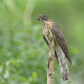 Large Hawk-Cuckoo-150107-120EOS1D-FY1X0504-W.jpg