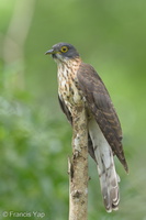 Large Hawk-Cuckoo-150107-120EOS1D-FY1X0557-W.jpg