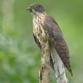 Large Hawk-Cuckoo-150107-120EOS1D-FY1X0557-W.jpg