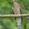 Large Hawk-Cuckoo-160313-124EOS1D-FY1X1533-W.jpg