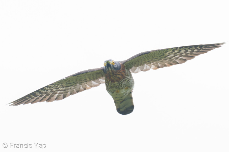 Large_Hawk-Cuckoo-251214-144FRYAP-FYA05441-W.jpg