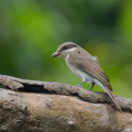 Large Woodshrike-220403-144MSDCF-FRY07052-W.jpg