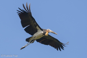 Lesser Adjutant-190210-115ND500-FYP_5728-W.jpg