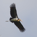 Lesser Adjutant-190210-115ND500-FYP_5925-W.jpg