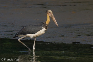 Lesser Adjutant-210728-117MSDCF-FRY04260-W.jpg
