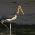 Lesser Adjutant-210728-117MSDCF-FRY04260-W.jpg