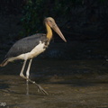 Lesser Adjutant-210728-117MSDCF-FRY04828-W.jpg