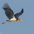 Lesser Adjutant-220226-141MSDCF-FRY03304-W.jpg