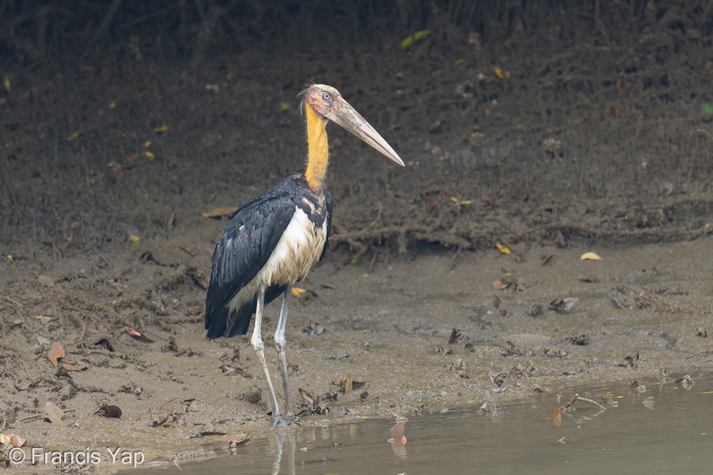 Lesser_Adjutant-251110-131FRYAP-FYA07213-W.jpg