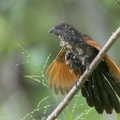 Lesser Coucal-120201-108EOS1D-FYAP0519-W.jpg