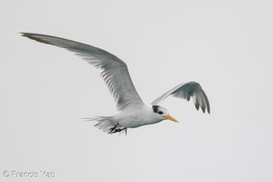 Lesser Crested Tern-201018-120MSDCF-FYP00905-W.jpg