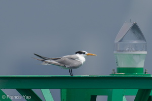 Lesser Crested Tern-210926-121MSDCF-FRY02884-W.jpg