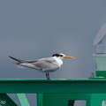 Lesser Crested Tern-210926-121MSDCF-FRY02884-W.jpg