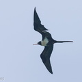 Lesser Frigatebird-121028-103EOS1D-FY1X4505-W.jpg