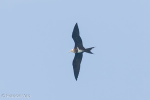 Lesser Frigatebird-150426-102EOS7D-FY7D3786-W.jpg