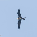 Lesser_Frigatebird-150426-102EOS7D-FY7D3786-W.jpg