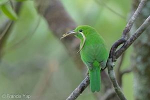Lesser Green Leafbird-160415-124EOS1D-FY1X6731-W.jpg