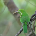 Lesser Green Leafbird-160415-124EOS1D-FY1X6731-W.jpg