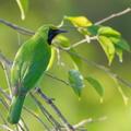 Lesser Green Leafbird-170517-100ND500-FYP_2511-W.jpg