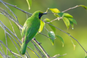 Lesser Green Leafbird-170517-100ND500-FYP_2519-W.jpg