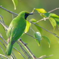 Lesser Green Leafbird-170517-100ND500-FYP_2519-W.jpg