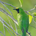 Lesser_Green_Leafbird-170517-100ND500-FYP_2541-W.jpg
