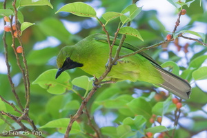 Lesser Green Leafbird-190112-115ND500-FYP_0194-W.jpg