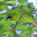 Lesser Green Leafbird-190112-115ND500-FYP_0194-W.jpg