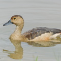 Lesser Whistling Duck-120205-108EOS1D-FYAP4100-W.jpg