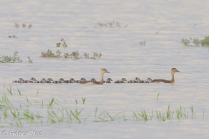 Lesser Whistling Duck-121209-104EOS1D-FY1X4990-W.jpg