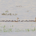 Lesser Whistling Duck-121209-104EOS1D-FY1X4990-W.jpg