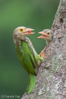 Lineated Barbet-190330-116ND500-FYP_3442-W.jpg
