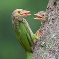 Lineated Barbet-190330-116ND500-FYP_3442-W.jpg