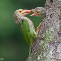 Lineated Barbet-190330-116ND500-FYP_4137-W.jpg
