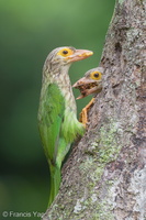 Lineated Barbet-190330-116ND500-FYP_4764-W.jpg