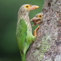 Lineated Barbet-190330-116ND500-FYP_4764-W.jpg