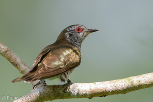 Little Bronze Cuckoo-110123-105EOS7D-IMG_9359-W.jpg